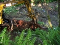re_stocking_creek_019