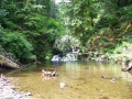 re_stocking_creek_037